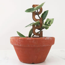 Mini Plant Support - Trellis