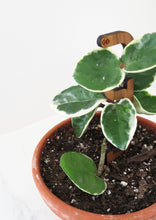 Mini Plant Support - Trellis