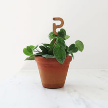 Mini Plant Support - Trellis