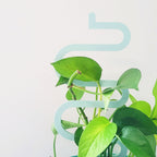 Acrylic Trellis - Plant Supports - Waves - Macaron