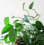 Acrylic Trellis - Plant Supports - Waves - Macaron
