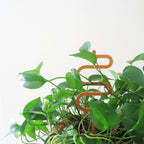 Acrylic Trellis - Plant Supports - Waves - Nutmeg