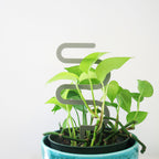 Acrylic Trellis - Plant Supports - Waves - Slate