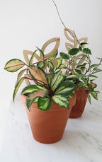 Plant Support - Trellis - Wood Leaves