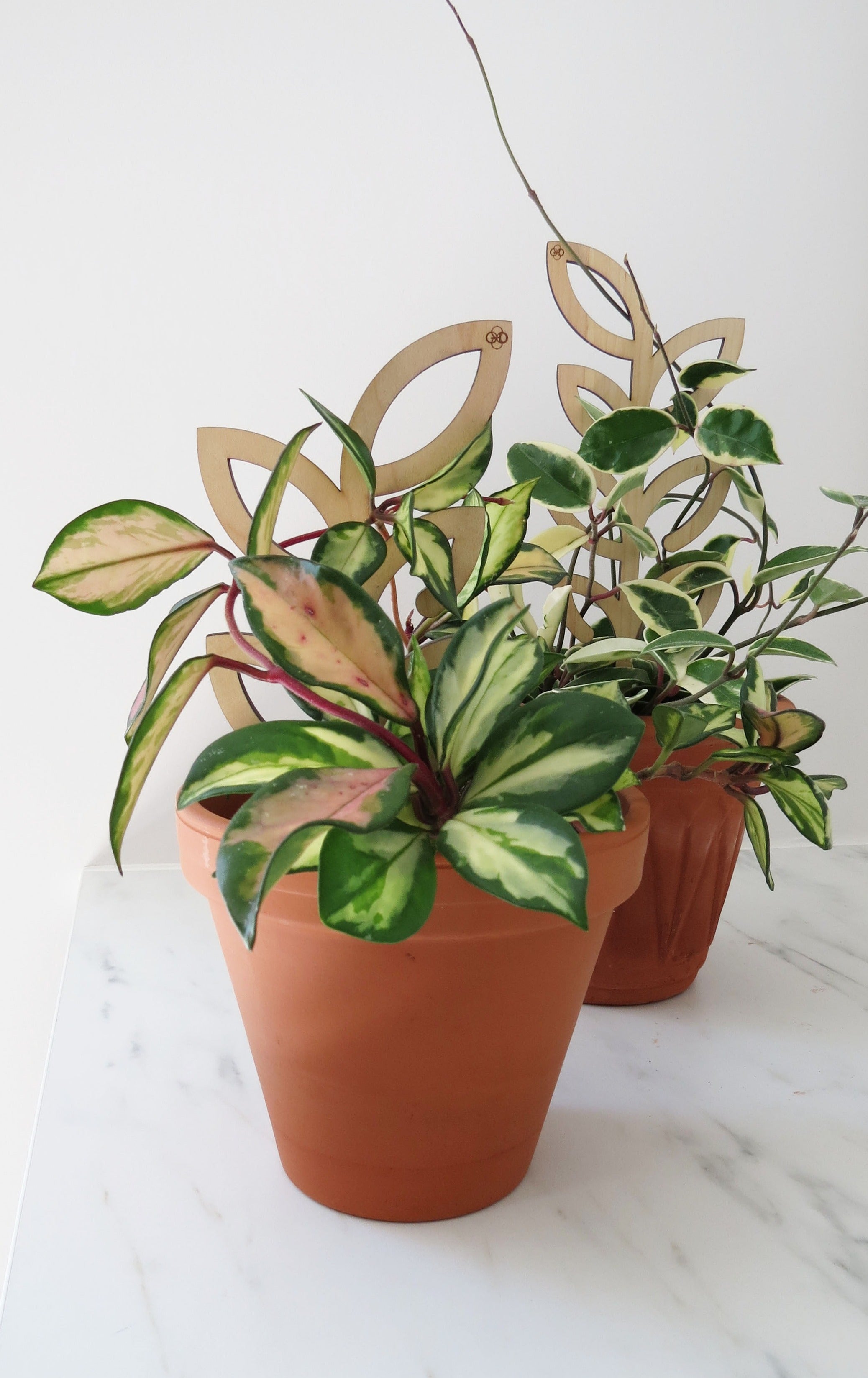 Plant Support - Trellis - Wood Leaves
