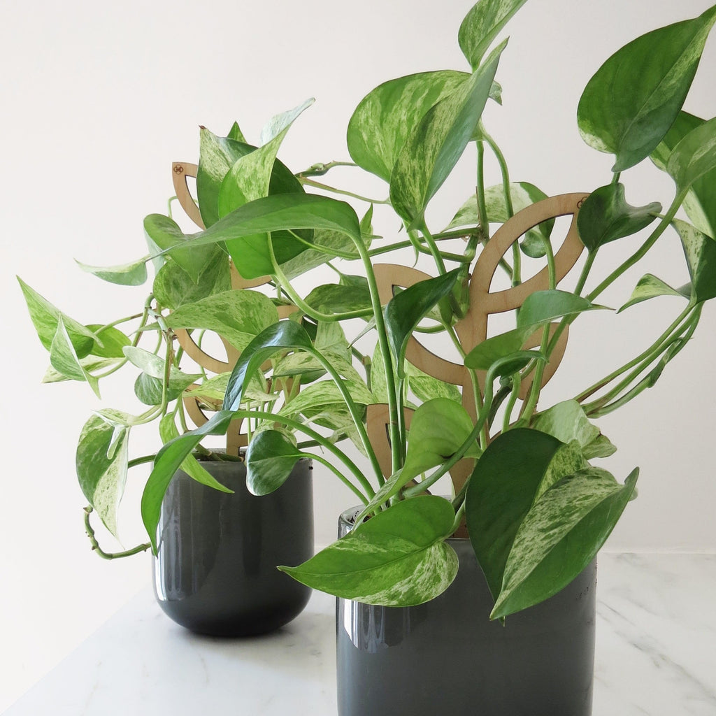 Plant Support - Trellis - Wood Leaves