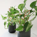 Plant Support - Trellis - Wood Leaves