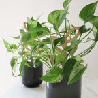 Plant Support - Trellis - Wood Leaves