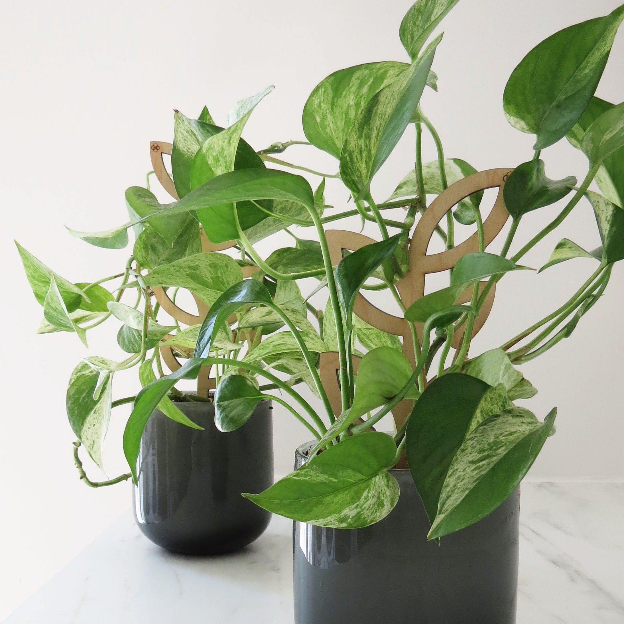 Plant Support - Trellis - Wood Leaves