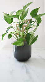 Plant Support - Trellis - Wood Leaves