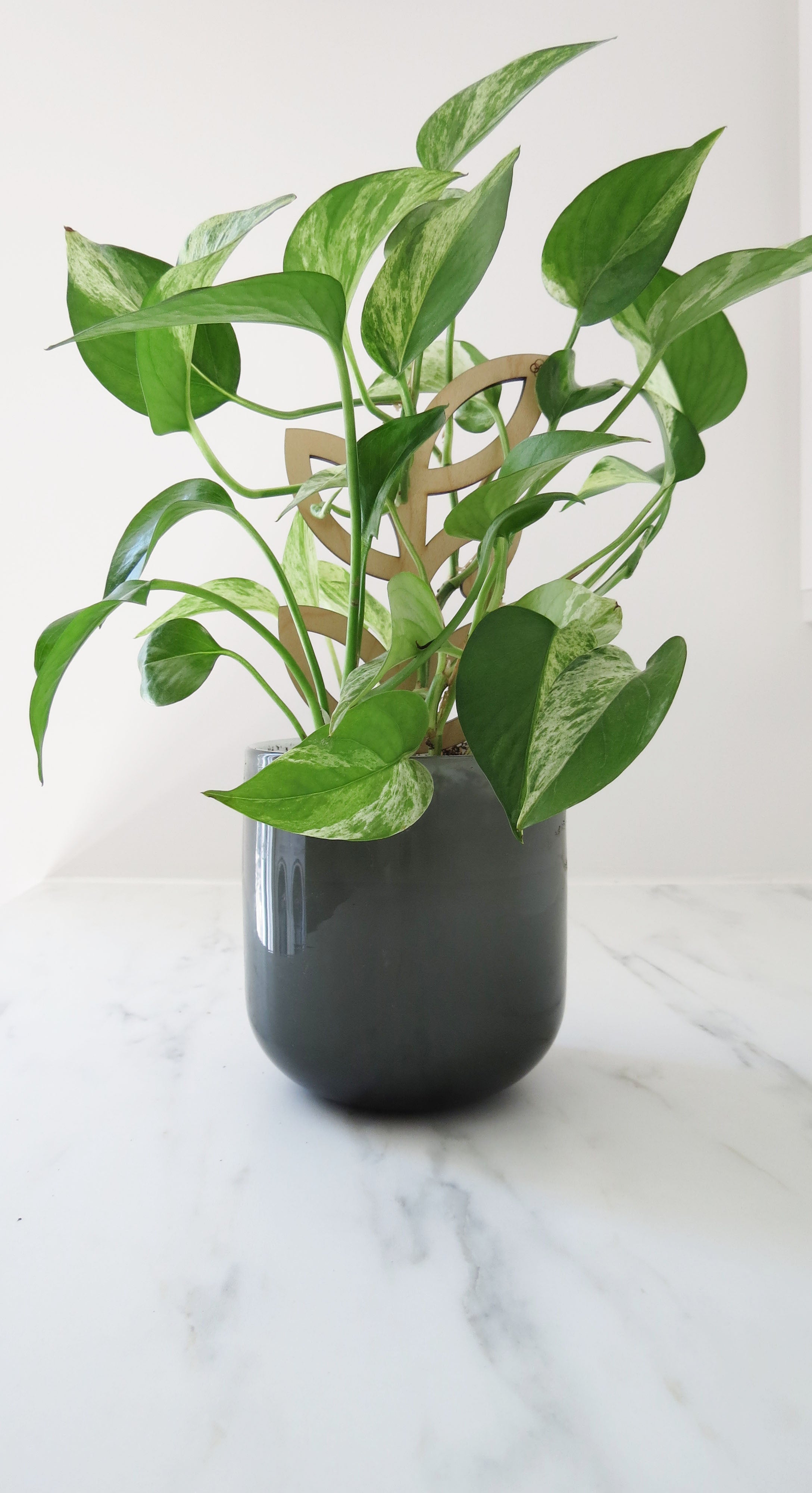 Plant Support - Trellis - Wood Leaves