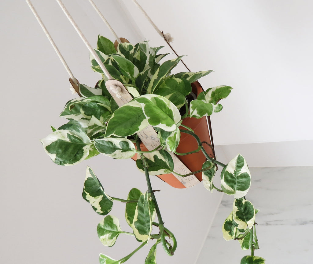 Cork Plant Hanger - Indoor Plant Hanger