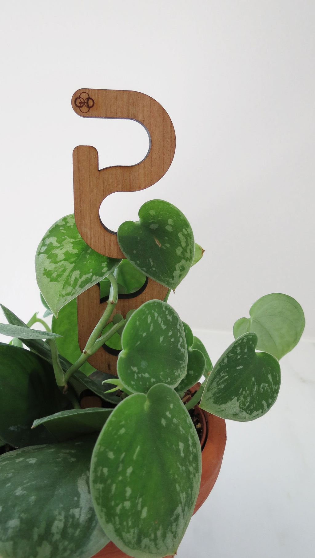 Mini Plant Support - Trellis