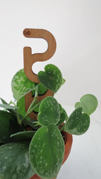 Mini Plant Support - Trellis