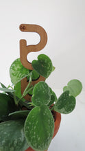 Mini Plant Support - Trellis