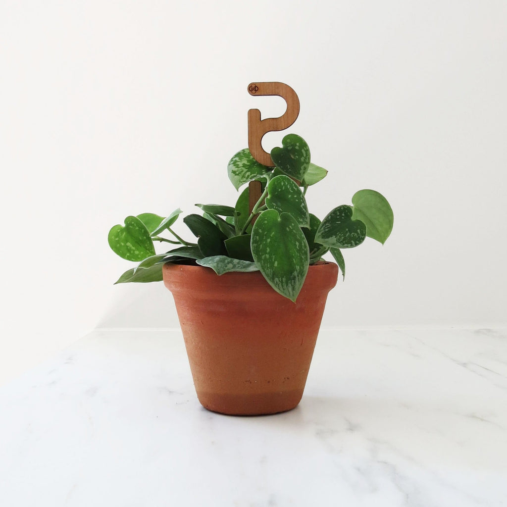 Mini Plant Support - Trellis