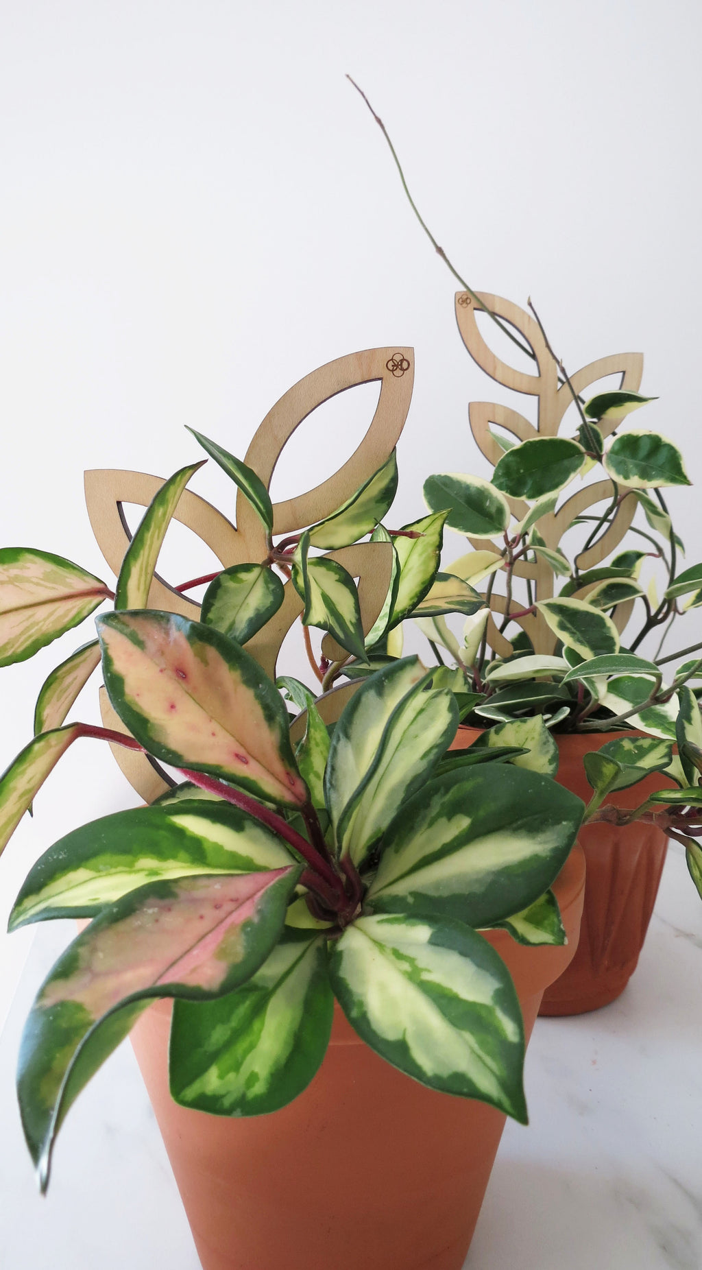 Plant Support - Trellis - Wood Leaves